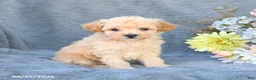 Toy Poodle dogs for sale: Teddy - Ad 1