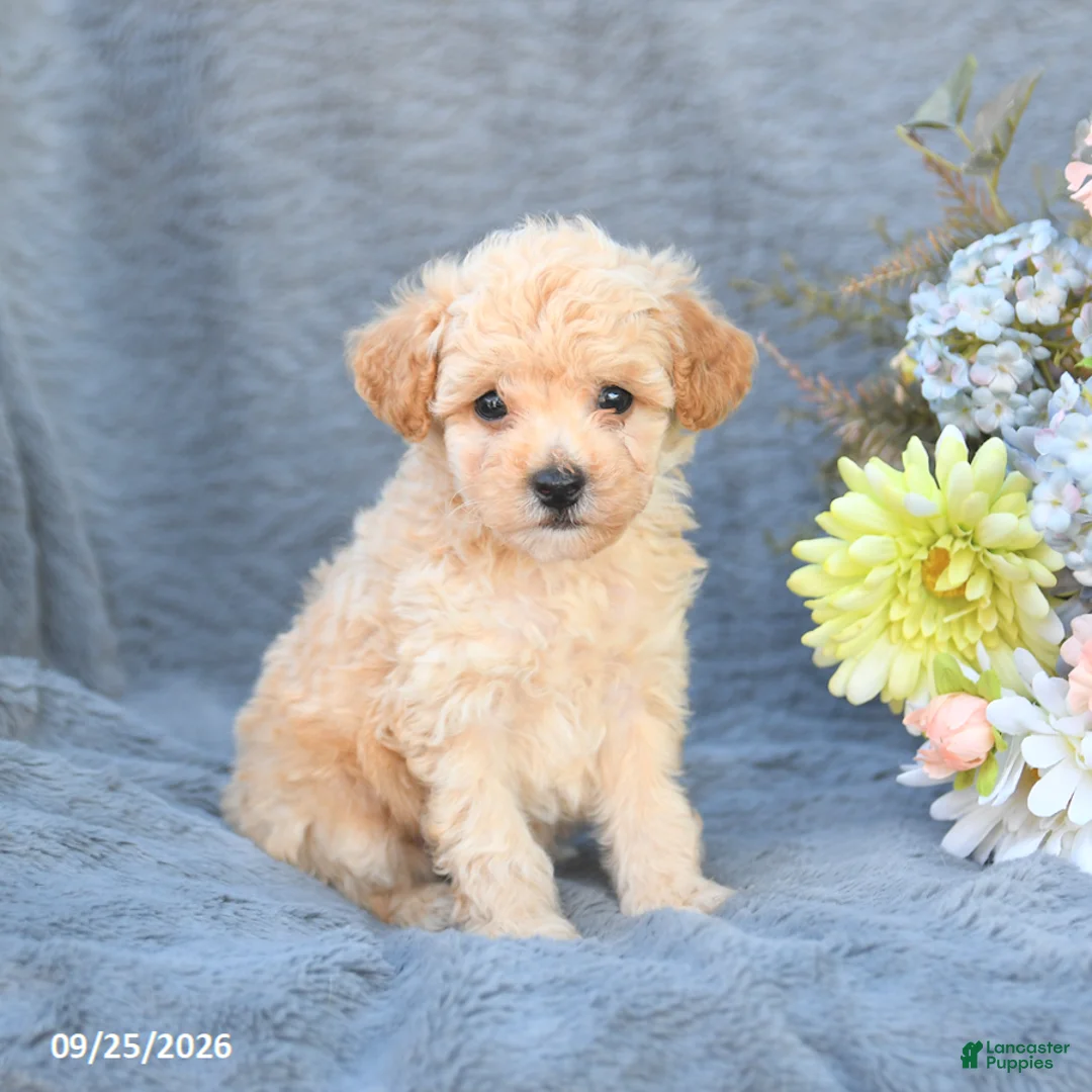 Toy Poodle dogs for sale: Teddy - Ad 1