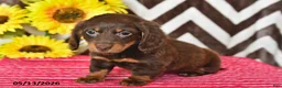 Miniature Dachshund dogs for sale: Olivia - Ad 3