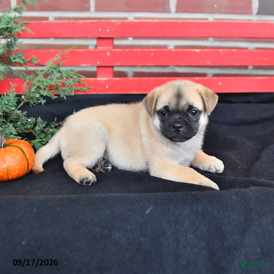 Mixed Breed dogs Daisy - Ad 2