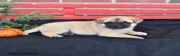 Mixed Breed dogs for sale: Daisy - Ad 2