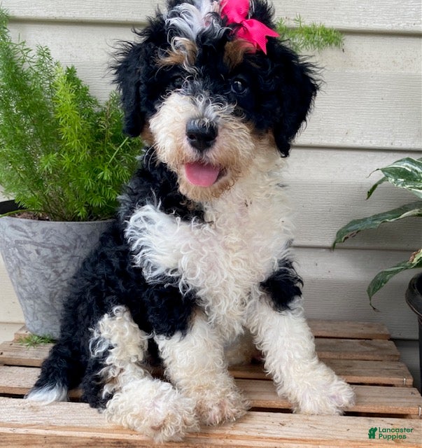Mini Bernedoodle dogs Bubbles- mini/ medium - Ad 1