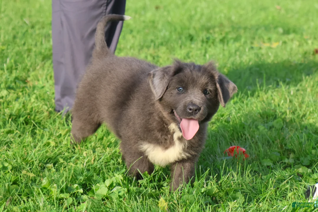Newfoundland dogs for sale: Tina - Ad 2