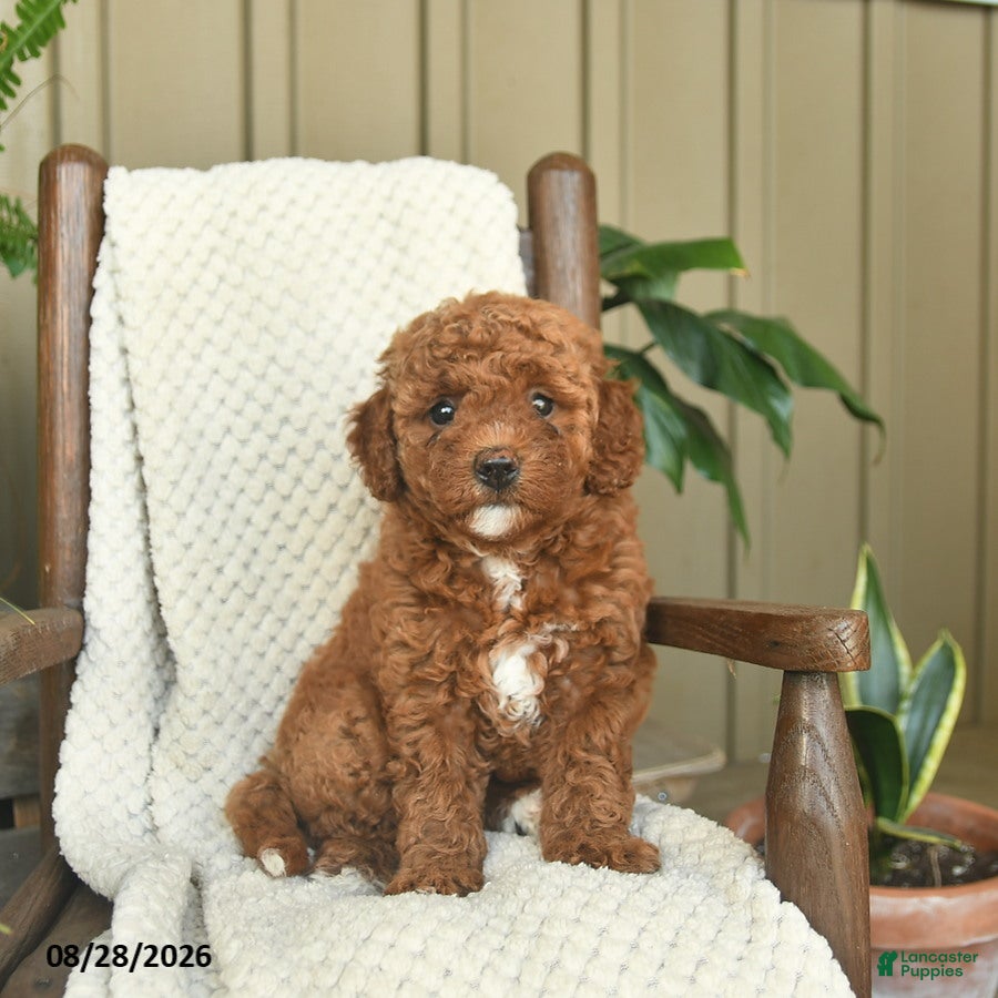 Mini Goldendoodle dogs for sale: Coral  - Ad 1