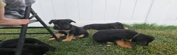 German Shepherd dogs for sale: German Shepherd  puppys  - Ad 4