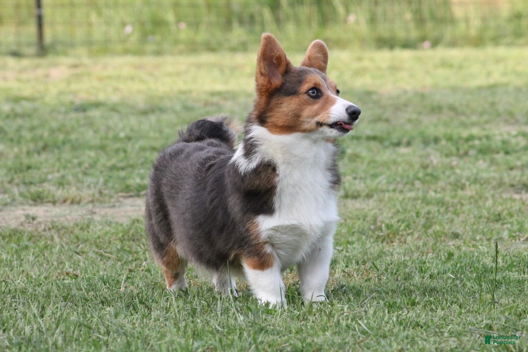 Gallery Image {{count}}