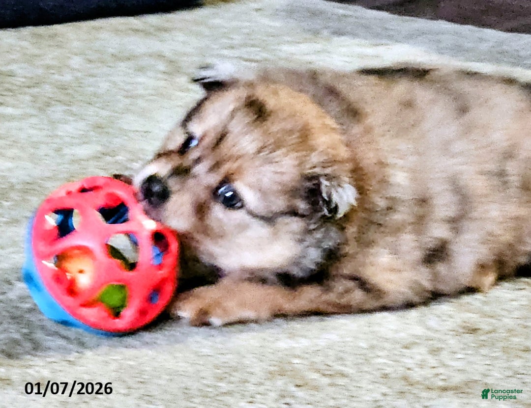 Pomeranian dogs for sale: Gracie - Ad 4