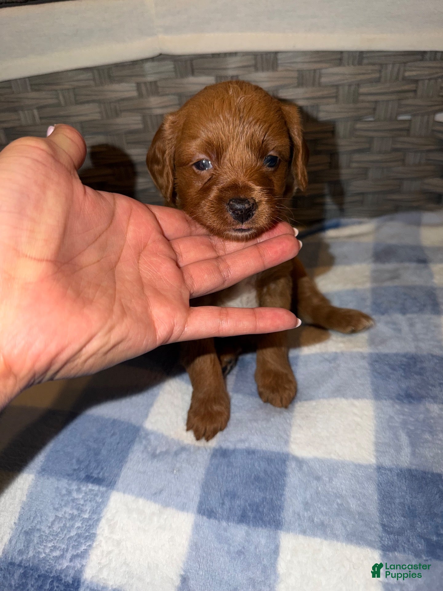 Mixed Breed dogs Honey - Ad 4