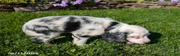 Cocker Spaniel dogs for sale: Anna - Ad 7