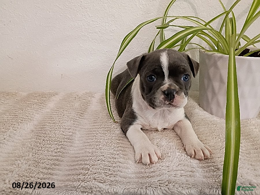 Boston Terrier dogs Gracie - Ad 40