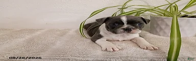 Gracie