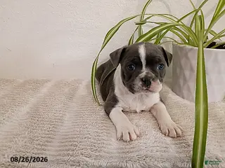 Boston Terrier dogs Gracie - Ad 40