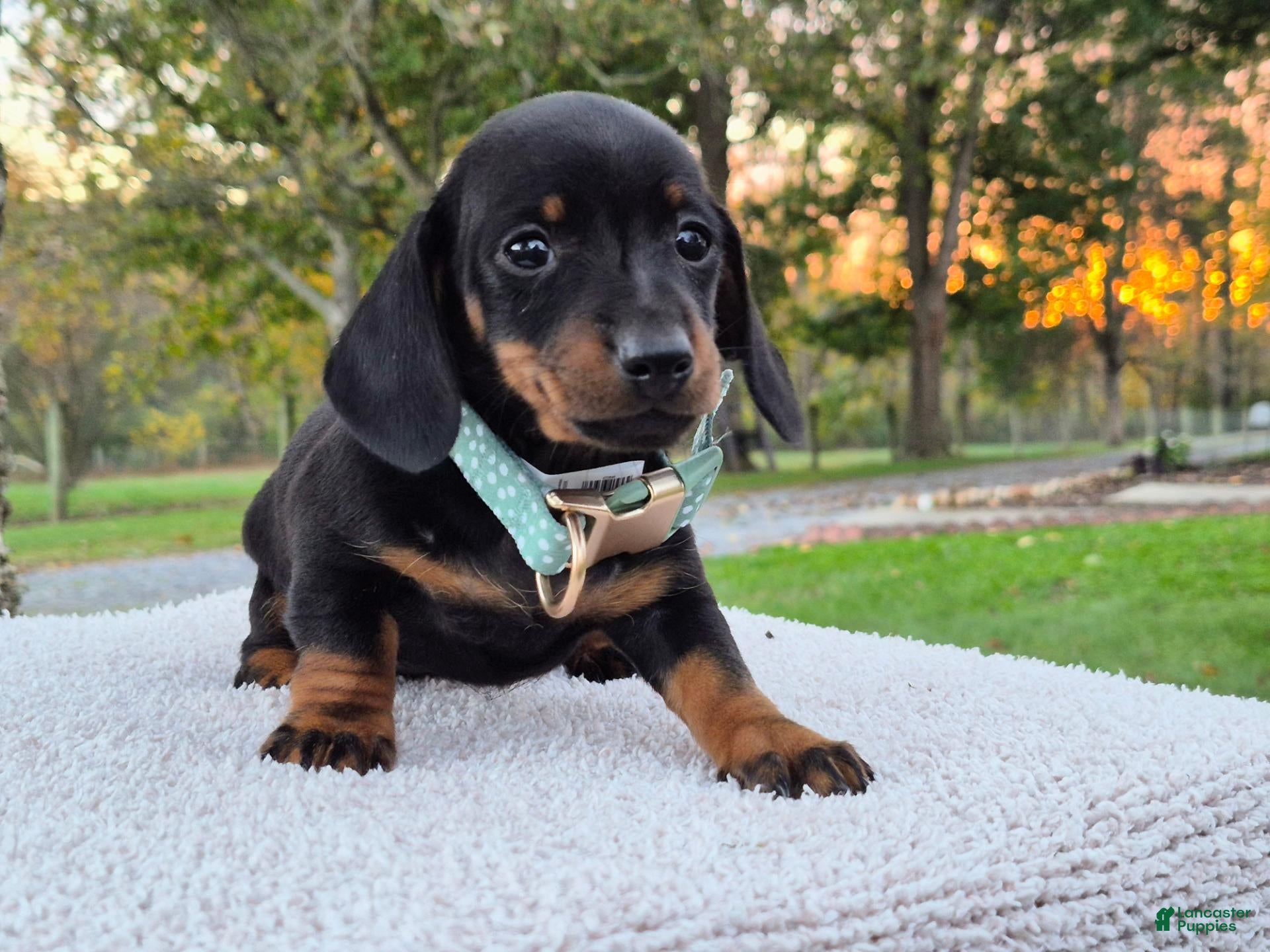 Miniature Dachshund dogs for sale: Poppy  - Ad 1