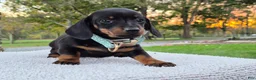 Miniature Dachshund dogs for sale: Poppy  - Ad 1