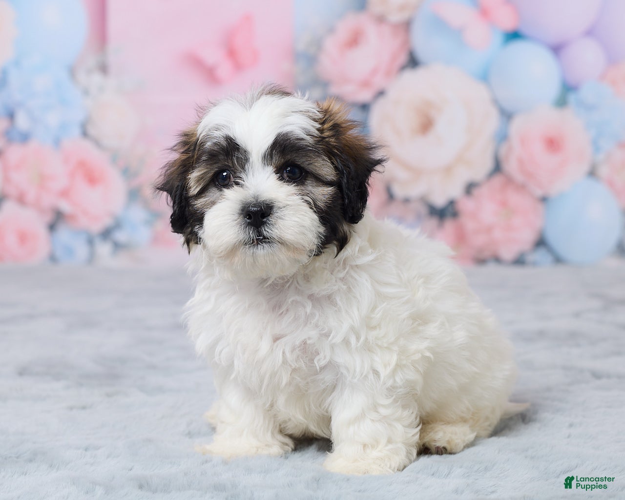 Teddy Bear dogs for sale: Mason - Ad 2