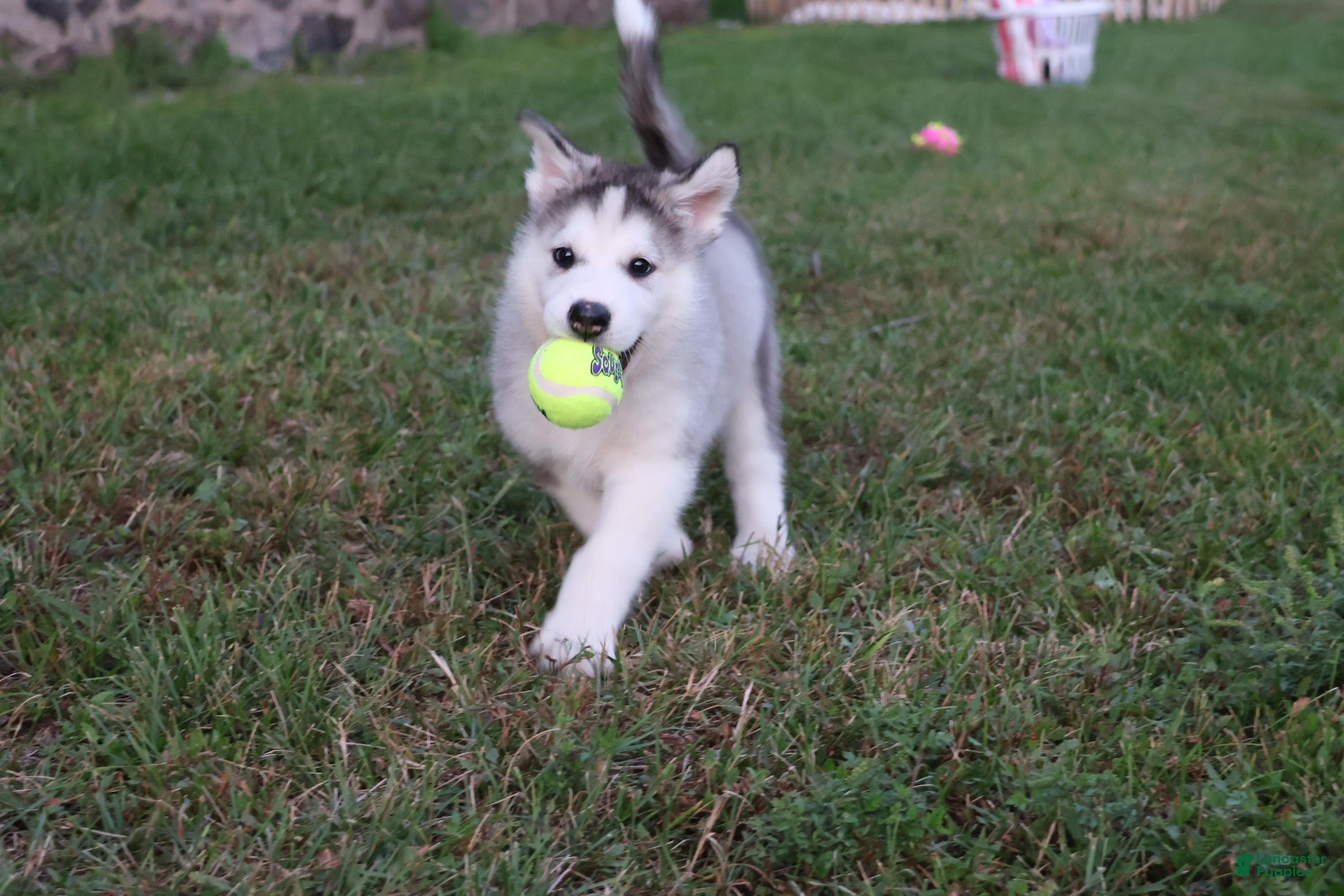 Alaskan Malamute dogs Tucker - Ad 1