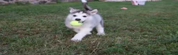 Alaskan Malamute dogs for sale: Tucker - Ad 4