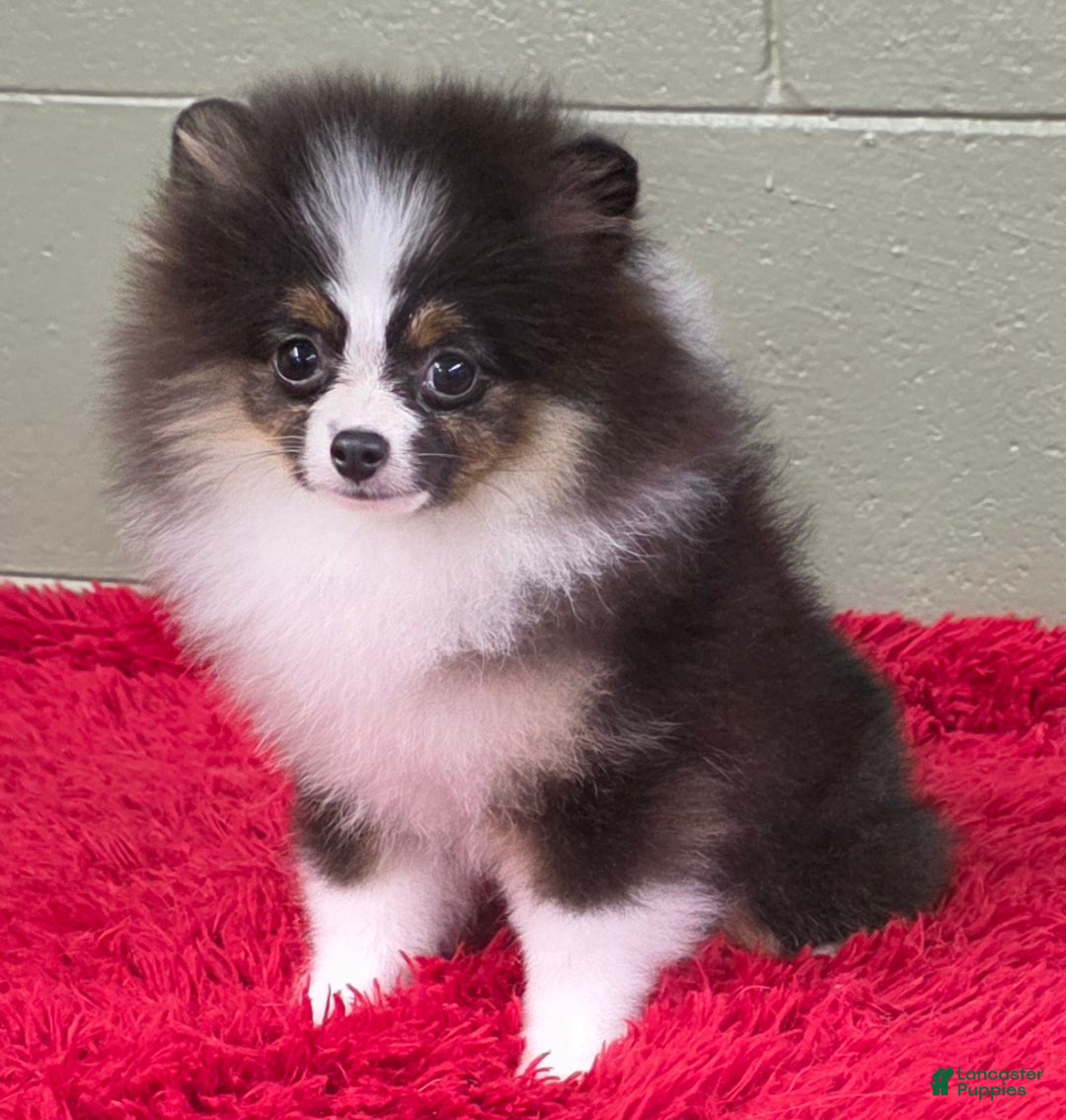 Pomeranian dogs for sale: Tux - Ad 7