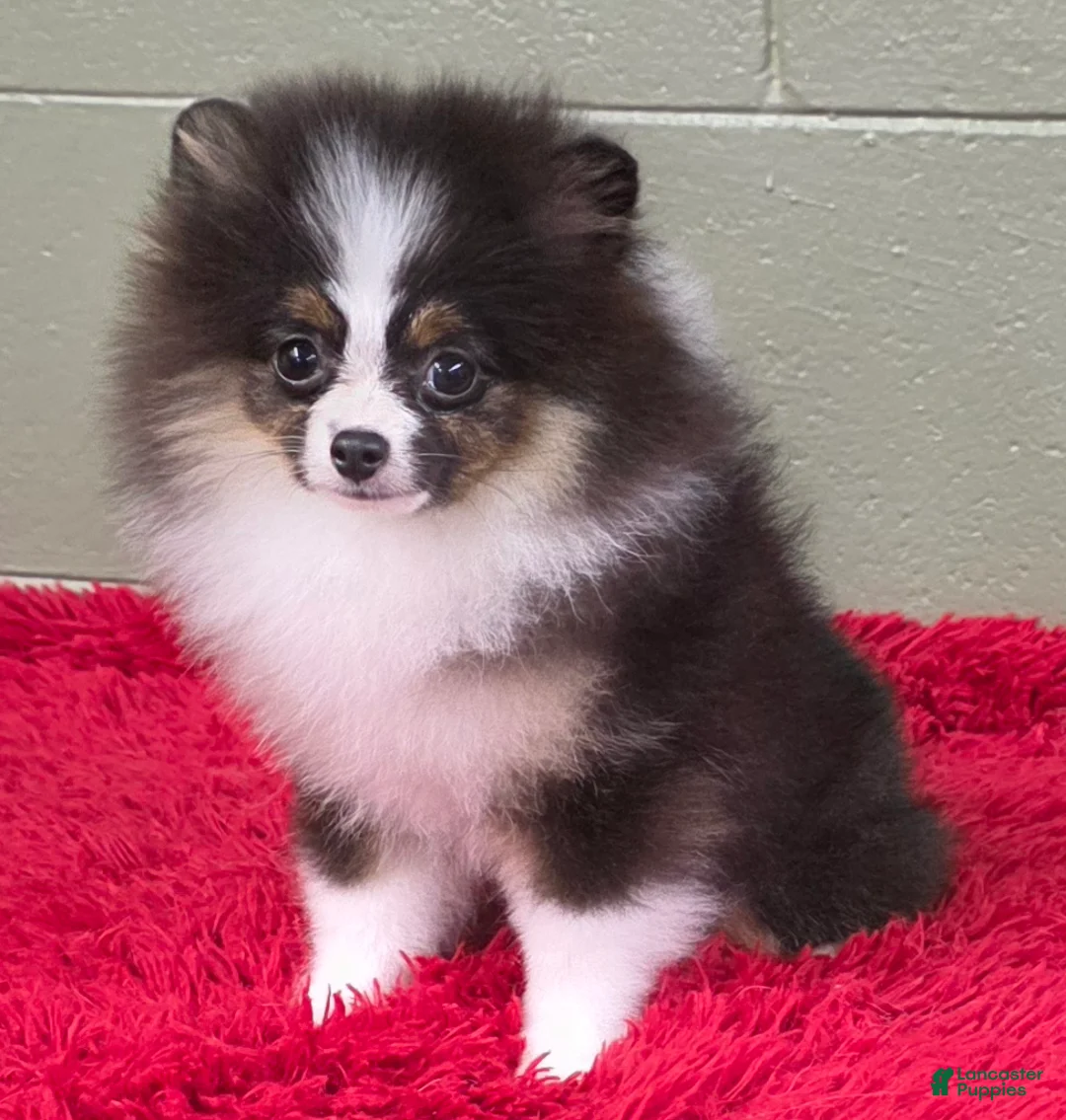 Pomeranian dogs for sale: Tux - Ad 7