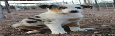 2 Blue merle girl with blue eyes