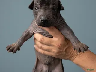 Xoloitzcuintle dogs Boy 3 - Ad 35