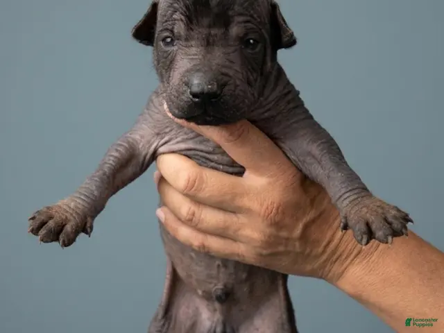 Xoloitzcuintle dogs for sale: Boy 3 - Ad 37