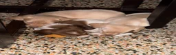Mixed Breed dogs for sale: Hershey - Ad 12