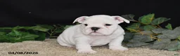 English Bulldog dogs for sale: Macey - Ad 4