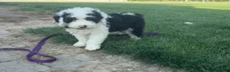 Sheepadoodle dogs for sale: Motto Motto - Ad 3