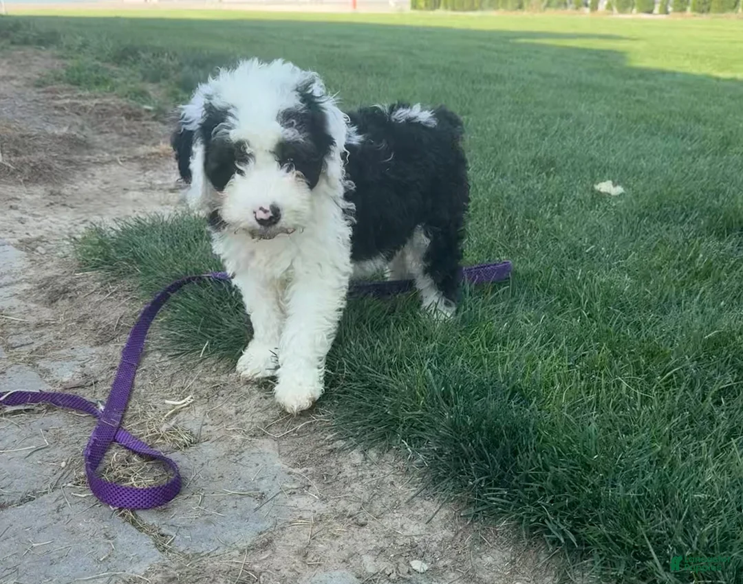 Sheepadoodle dogs for sale: Motto Motto - Ad 3