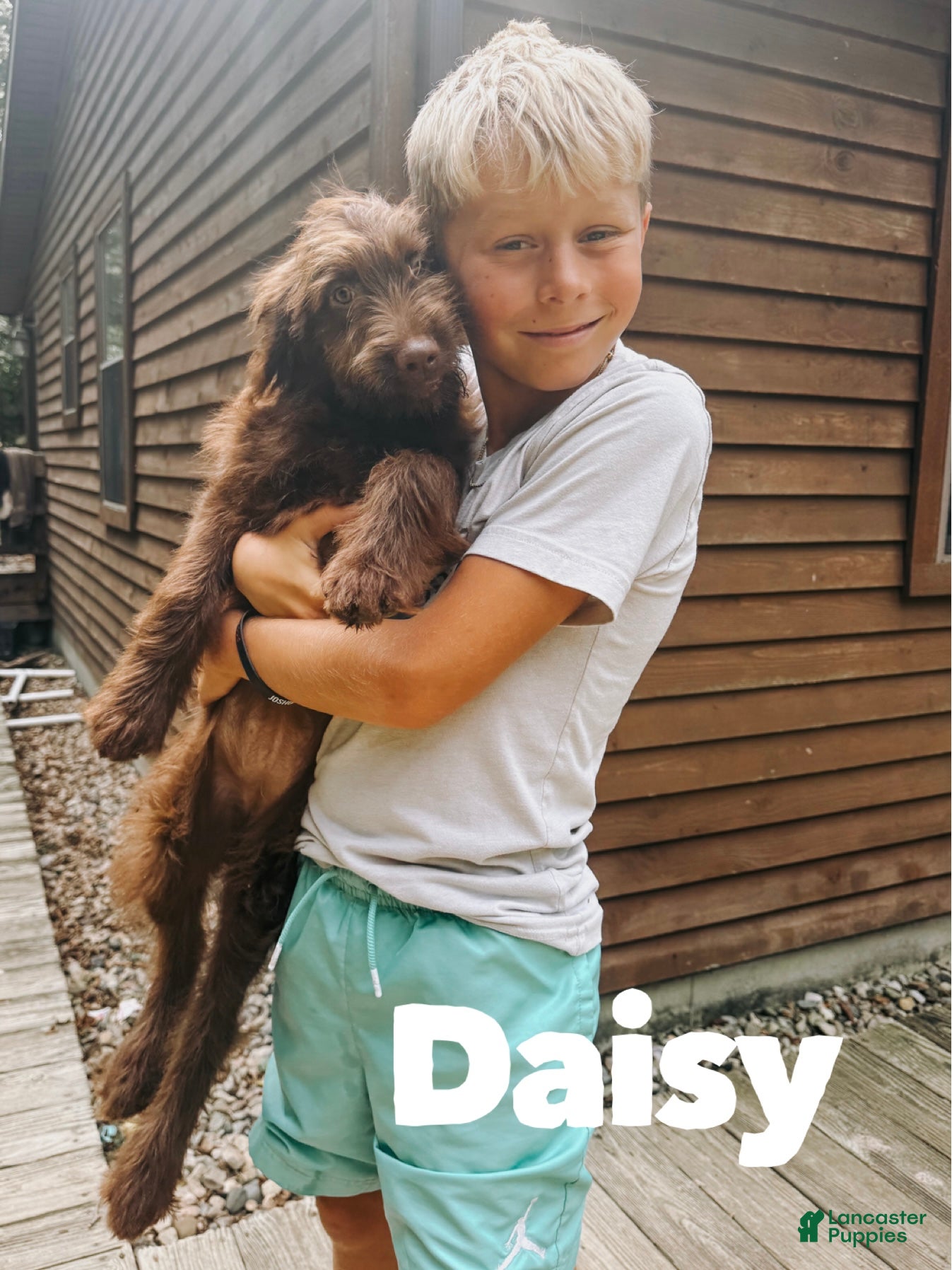 Aussiedoodle dogs Daisy  - Ad 29
