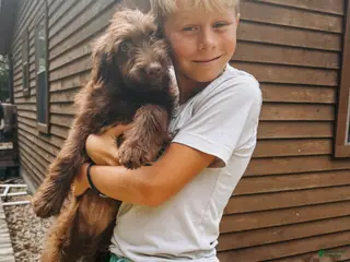 Aussiedoodle dogs Daisy - Ad 38