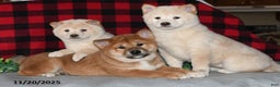Shiba Inu dogs for sale: Sheila - Ad 2