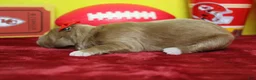 Goldendoodle dogs for sale: Firefly  - Ad 6