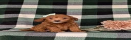Miniature Poodle dogs for sale: Shyann - Ad 2