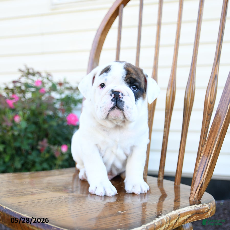 English Bulldog dogs Pickles - Ad 2