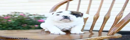 English Bulldog dogs for sale: Pickles - Ad 2