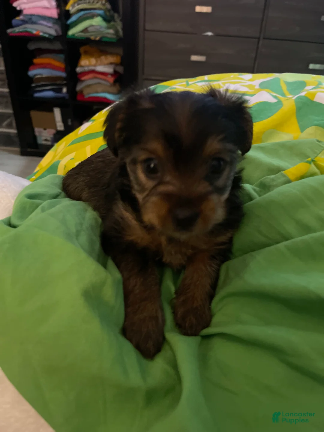 Yorkiepoo dogs for sale: Yorkiepoo Puppy 1 - Ad 1