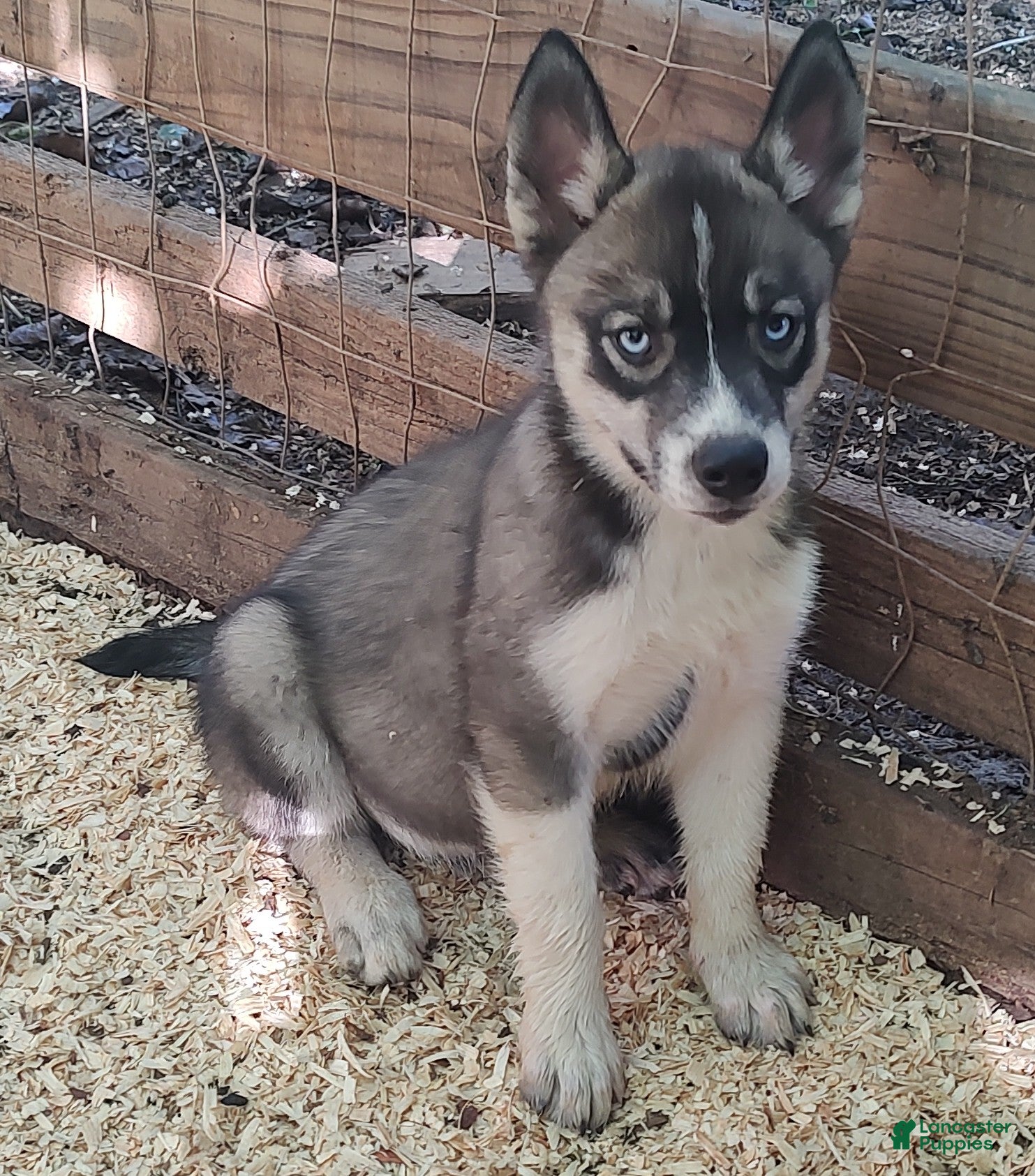 Siberian Husky dogs Sonya's male 3 - Ad 29