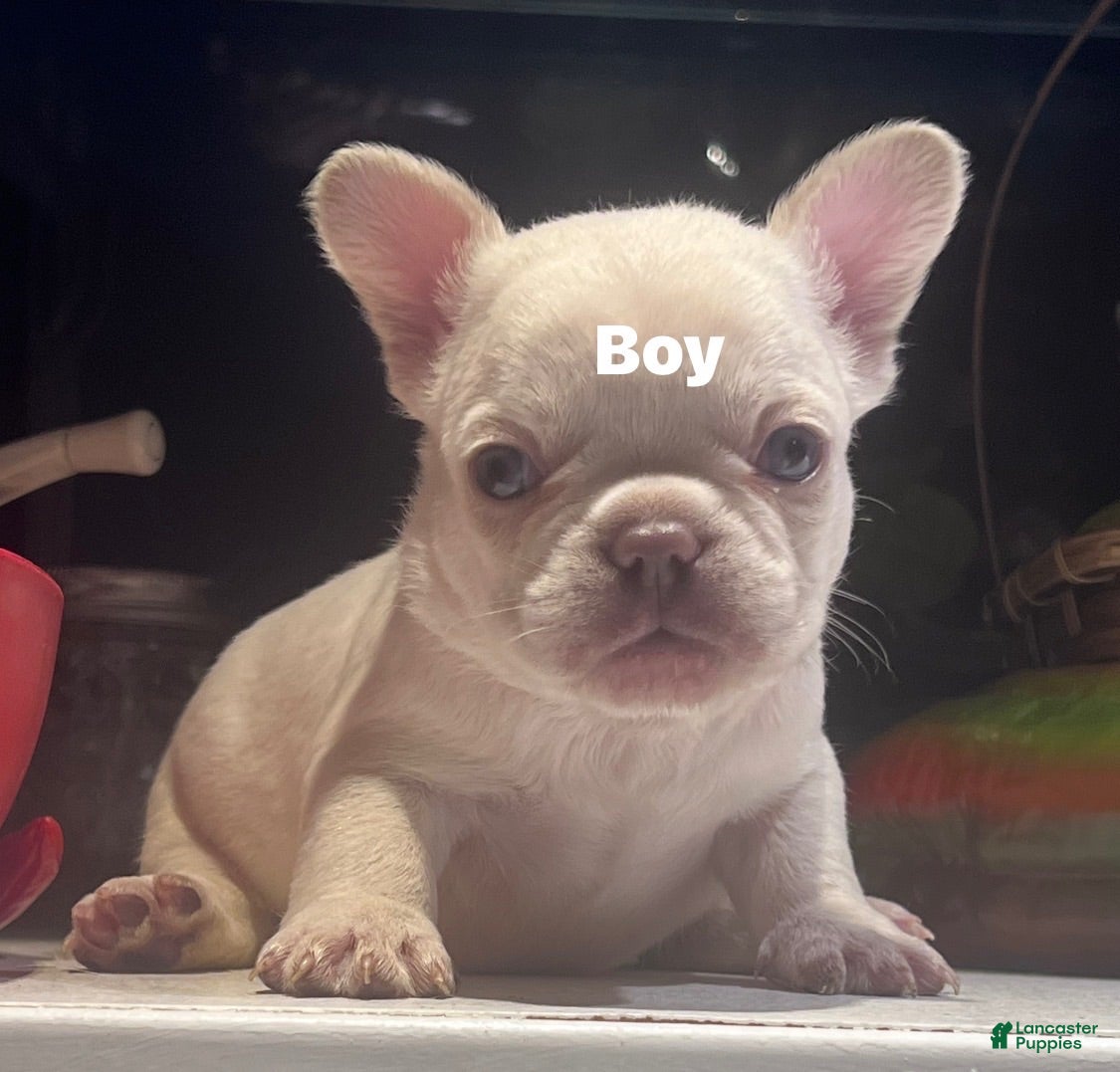 French Bulldog dogs French Bulldog 6 - Ad 33