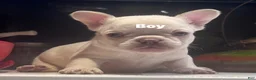French Bulldog dogs for sale: French Bulldog 6 - Ad 1