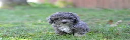 Cavapoo dogs for sale: Cavapoo 2 Whimsy - Ad 4