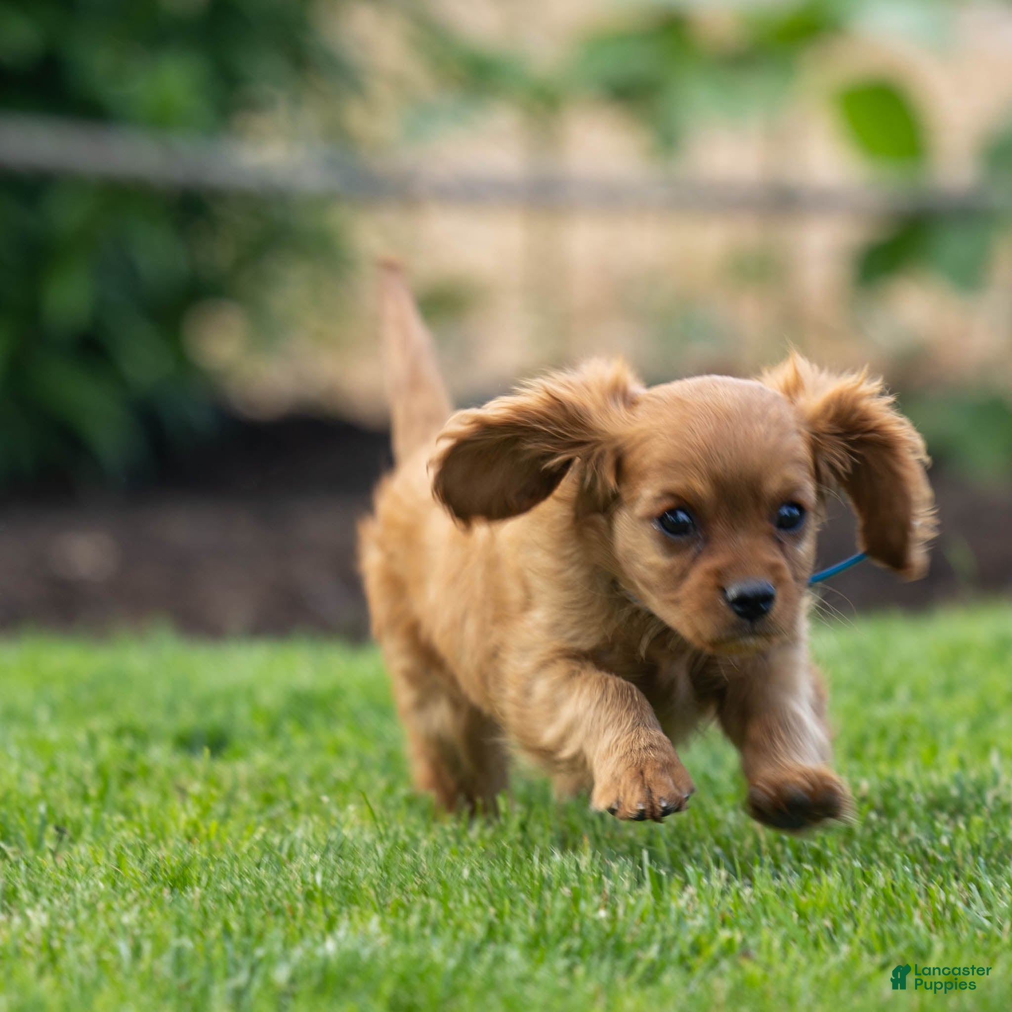 Cavalier King Charles Spaniel dogs for sale: Archie Cavalier King Charles Spaniel Puppy  - Ad 2