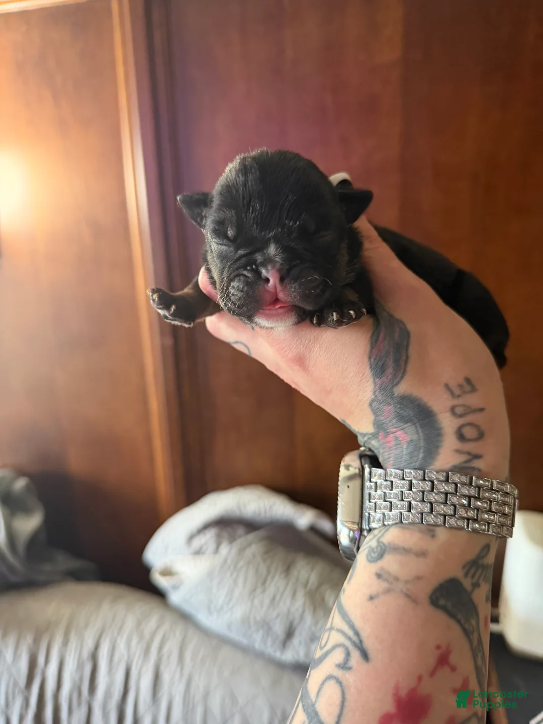 English Bulldog dogs for sale: Black female  - Ad 2