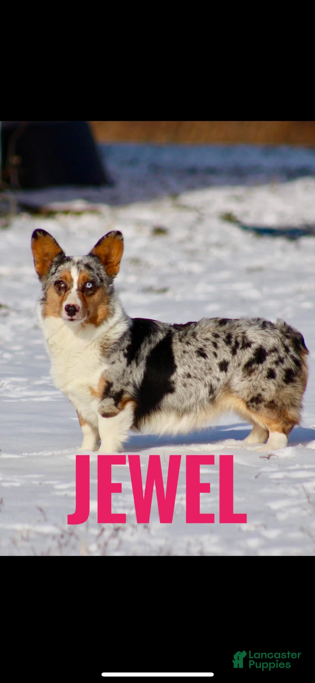 American Corgi dogs for sale: American Corgi Puppy 1 - Ad 2