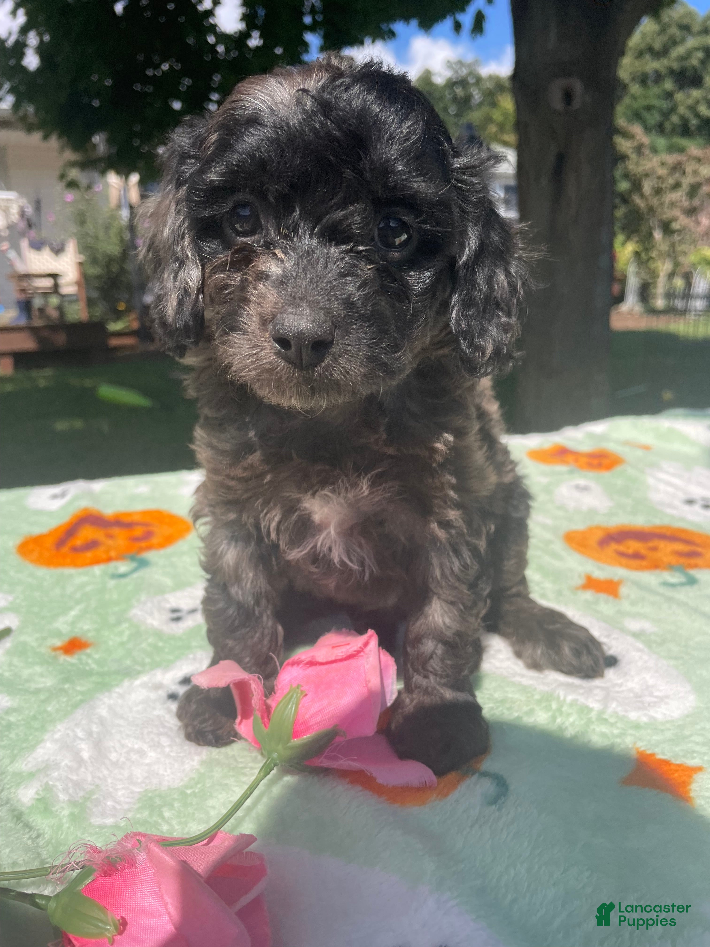 Cavapoo dogs Skippy - Ad 1