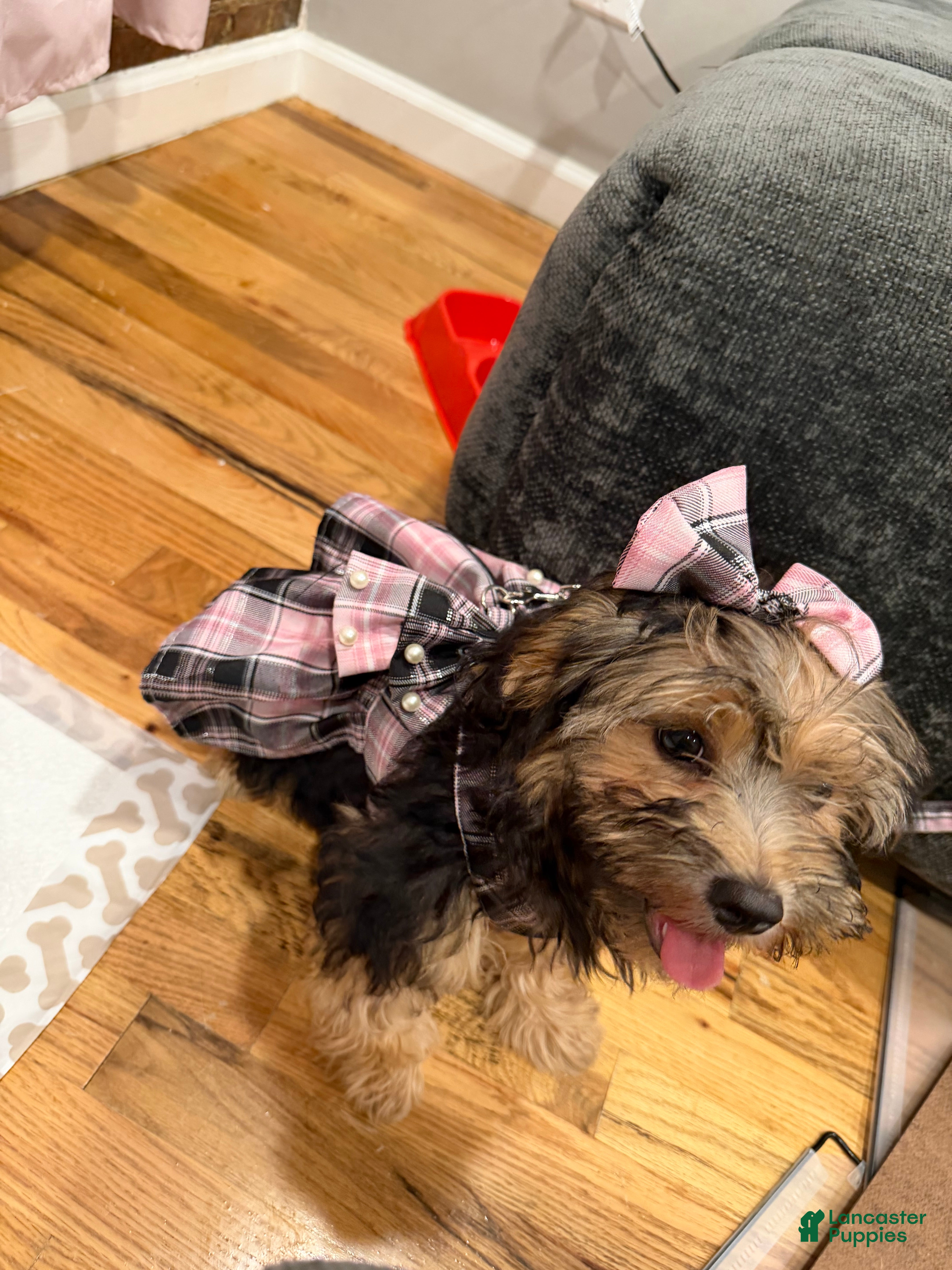 Shorkie dogs Joseline - Ad 1