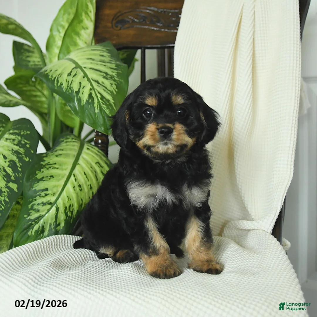 Cavapoo dogs for sale: Romeo - Ad 1