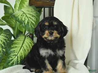 Cavapoo dogs for sale: Romeo - Ad 2