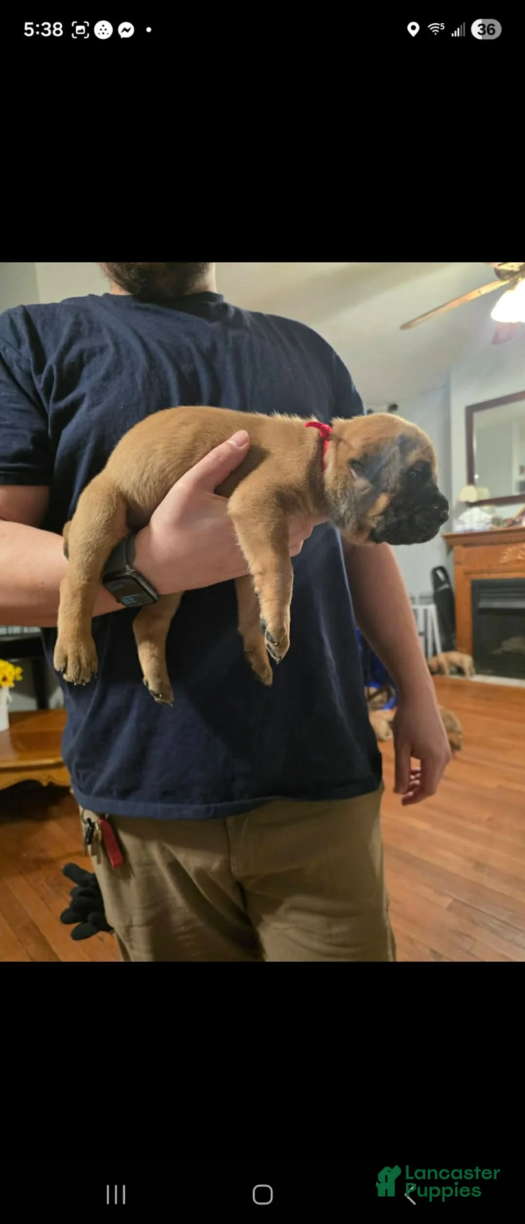 English Mastiff dogs for sale: English Mastiff Puppy 3 - Ad 2